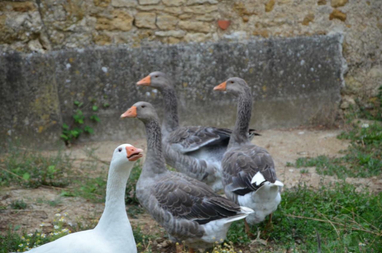 Chateau Des Noces Bazoges-en-Pareds Bagian luar foto